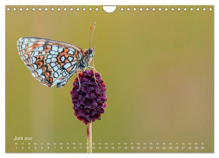 Produktbild: Eine Safari im Garten (Wandkalender 2026 DIN A4 quer), CALVENDO Monatskalender