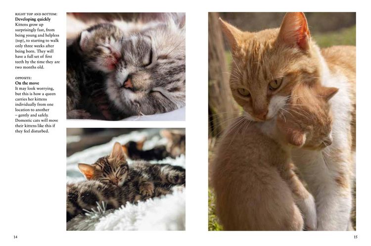 Produktbild: Kittens