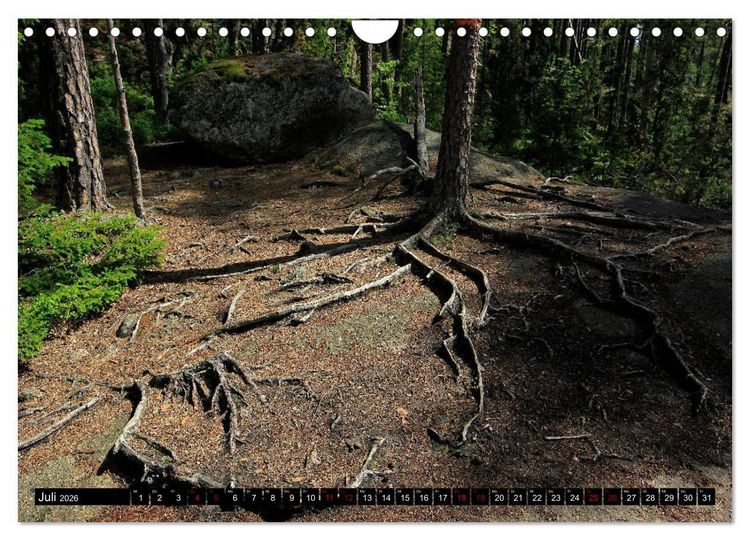 Produktbild: Tiveden, der NatURWALD in Schweden (Wandkalender 2026 DIN A4 quer), CALVENDO Monatskalender