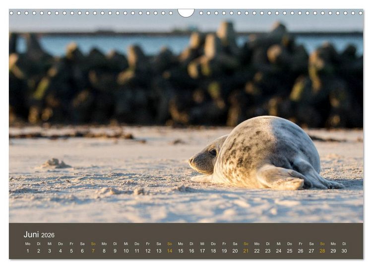 Produktbild: Robben auf der Helgol&auml;nder D&uuml;ne (Wandkalender 2026 DIN A3 quer), CALVENDO Monatskalender