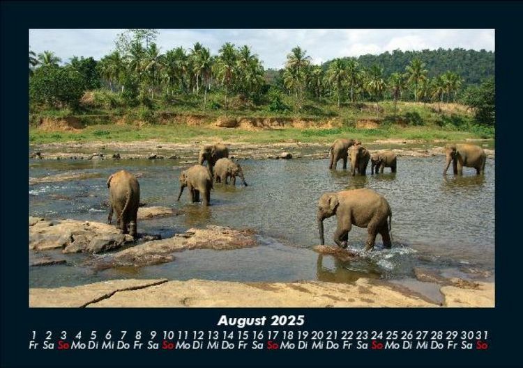 Produktbild: Der Elefantenkalender 2025 Fotokalender DIN A5