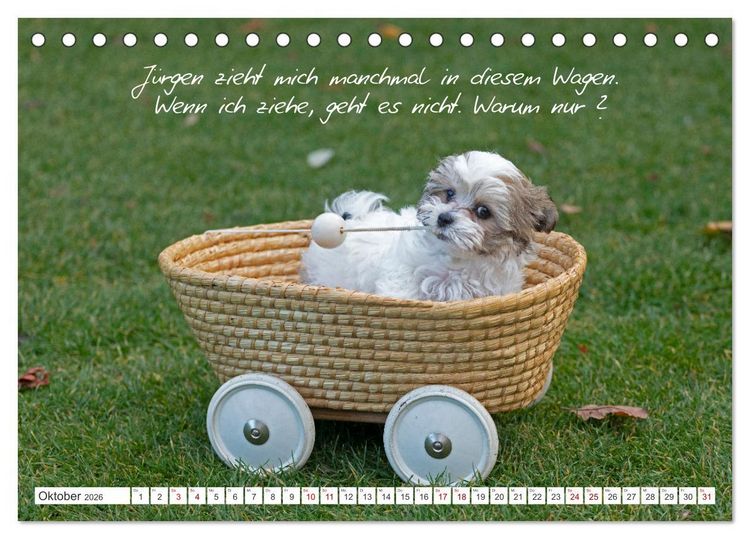 Produktbild: Hallo, ich bin Lilly (Tischkalender 2026 DIN A5 quer), CALVENDO Monatskalender
