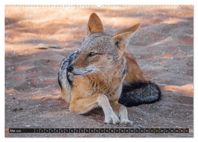 Produktbild: Zwischen Namib und Kalahari (hochwertiger Premium Wandkalender 2026 DIN A2 quer), Kunstdruck in Hochglanz