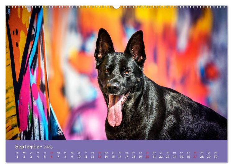 Produktbild: Hunde und Graffiti (Wandkalender 2026 DIN A2 quer), CALVENDO Monatskalender