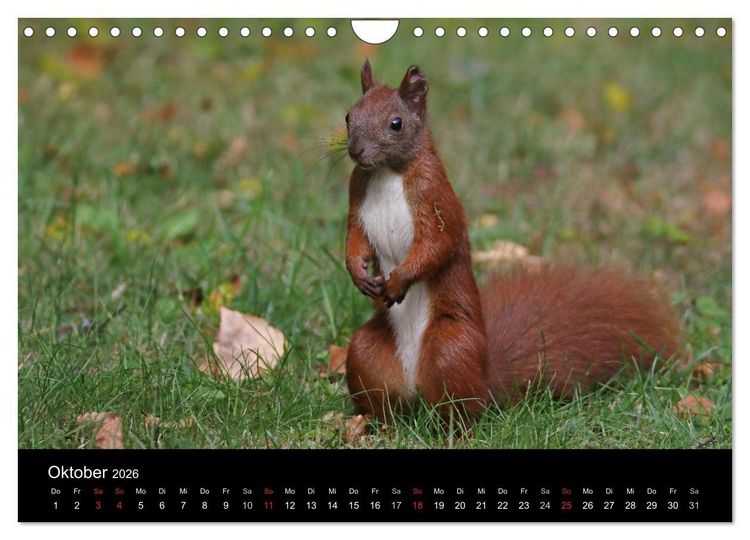 Produktbild: Artist im Garten. Das Eichh&ouml;rnchen (Wandkalender 2026 DIN A4 quer), CALVENDO Monatskalender