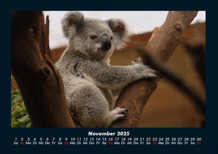 Produktbild: Koala 2025 Fotokalender DIN A4