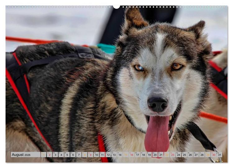 Produktbild: Huskies - Schlittenhunde (Wandkalender 2026 DIN A2 quer), CALVENDO Monatskalender