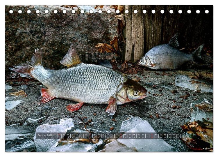 Produktbild: UNSER FISCH. S&Uuml;&szlig;WASSER. (Tischkalender 2026 DIN A5 quer), CALVENDO Monatskalender