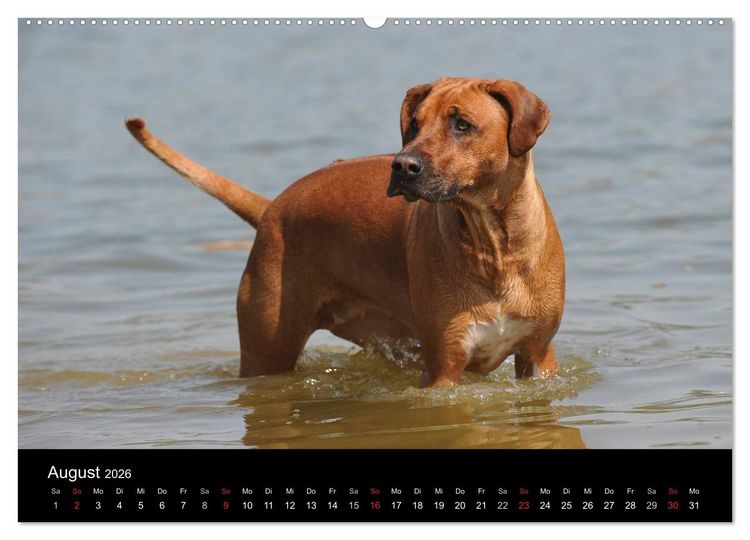 Produktbild: Rhodesian Ridgeback 2026 (hochwertiger Premium Wandkalender 2026 DIN A2 quer), Kunstdruck in Hochglanz