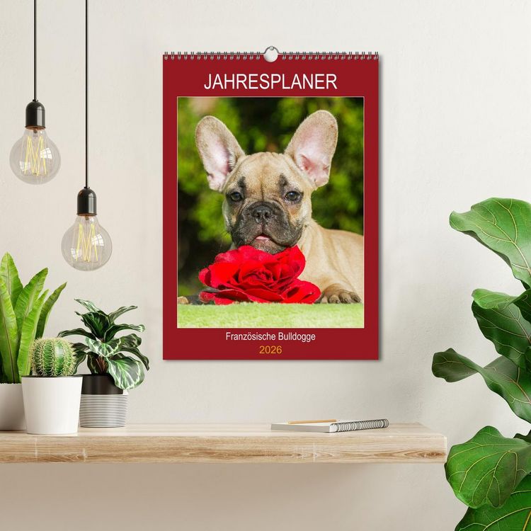 Produktbild: Jahresplaner Franz&ouml;sische Bulldogge (Wandkalender 2026 DIN A3 hoch), CALVENDO Monatskalender