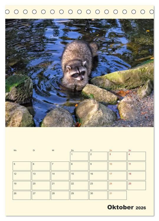 Produktbild: Drolliger Waschb&auml;r (Tischkalender 2026 DIN A5 hoch), CALVENDO Monatskalender