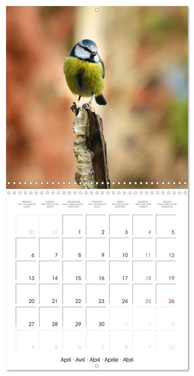 Produktbild: M&eacute;sange bleue en G&acirc;tinais (Calendrier mural carr&eacute; 2026 30x30 cm) Calendrier double avec une page pour vos prises de notes