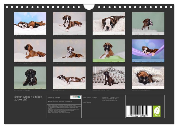 Produktbild: Boxer Welpen einfach zuckers&uuml;&szlig; (Wandkalender 2026 DIN A4 quer), CALVENDO Monatskalender