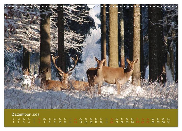 Produktbild: Begegnungen. DER HIRSCH (Wandkalender 2026 DIN A3 quer), CALVENDO Monatskalender