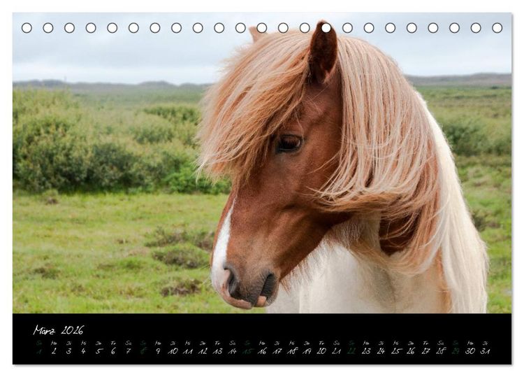 Produktbild: Charakterk&ouml;pfe Islandpferde (Tischkalender 2026 DIN A5 quer), CALVENDO Monatskalender
