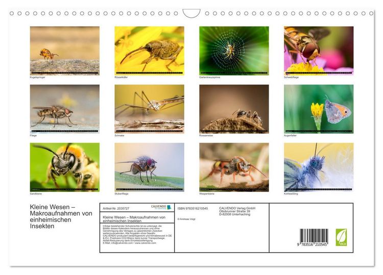 Produktbild: Kleine Wesen &ndash; Makroaufnahmen von einheimischen Insekten (Wandkalender 2026 DIN A3 quer), CALVENDO Monatskalender