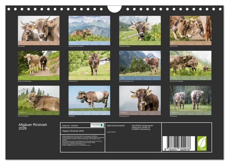 Produktbild: Allg&auml;uer Rindvieh 2026 (Wandkalender 2026 DIN A4 quer), CALVENDO Monatskalender