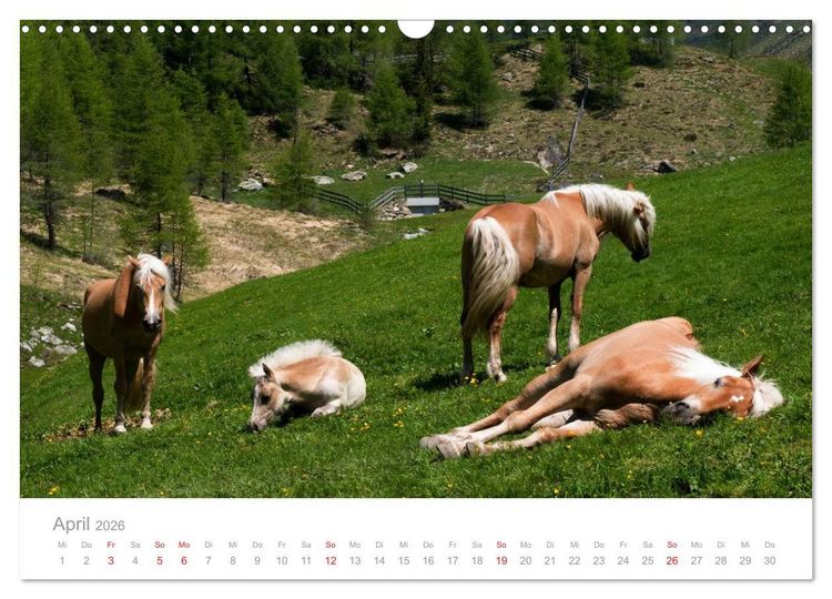 Produktbild: Pferde - Hobby und Leidenschaft (Wandkalender 2026 DIN A3 quer), CALVENDO Monatskalender