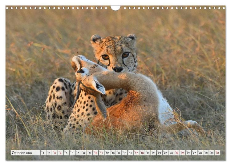 Produktbild: Faszinaton Afrika: Geparde (Wandkalender 2026 DIN A3 quer), CALVENDO Monatskalender