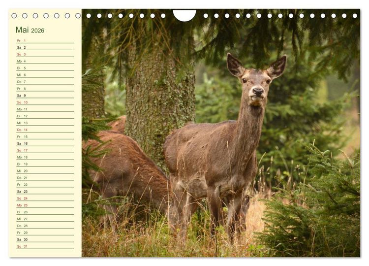 Produktbild: Begegnungen. DER HIRSCH (Wandkalender 2026 DIN A4 quer), CALVENDO Monatskalender