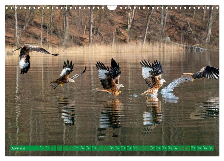 Produktbild: Greifv&ouml;gel - wild und sch&ouml;n (Wandkalender 2026 DIN A3 quer), CALVENDO Monatskalender
