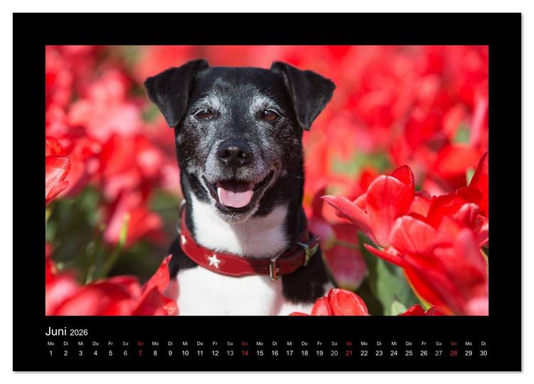 Produktbild: Jack Russell Terrier.....Ein Verwandlungsk&uuml;nstler namens Jake (hochwertiger Premium Wandkalender 2026 DIN A2 quer), Kunstdruck in Hochglanz