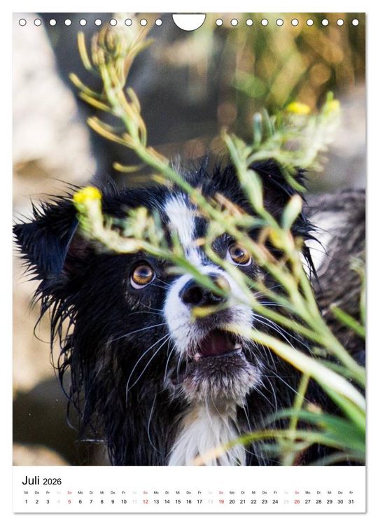 Produktbild: Australian Shepherd &ndash; Mit dem Aussie unterwegs (Wandkalender 2026 DIN A4 hoch), CALVENDO Monatskalender