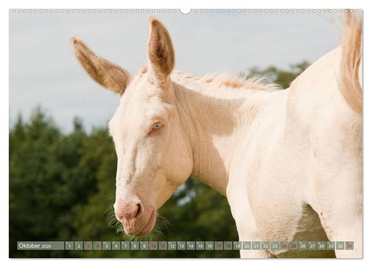 Produktbild: Wei&szlig;e Esel - M&auml;rchenhafte Langohren (hochwertiger Premium Wandkalender 2026 DIN A2 quer), Kunstdruck in Hochglanz