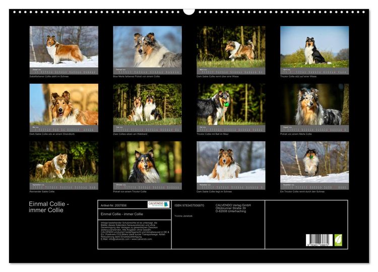 Produktbild: Einmal Collie - immer Collie (Wandkalender 2026 DIN A2 quer), CALVENDO Monatskalender