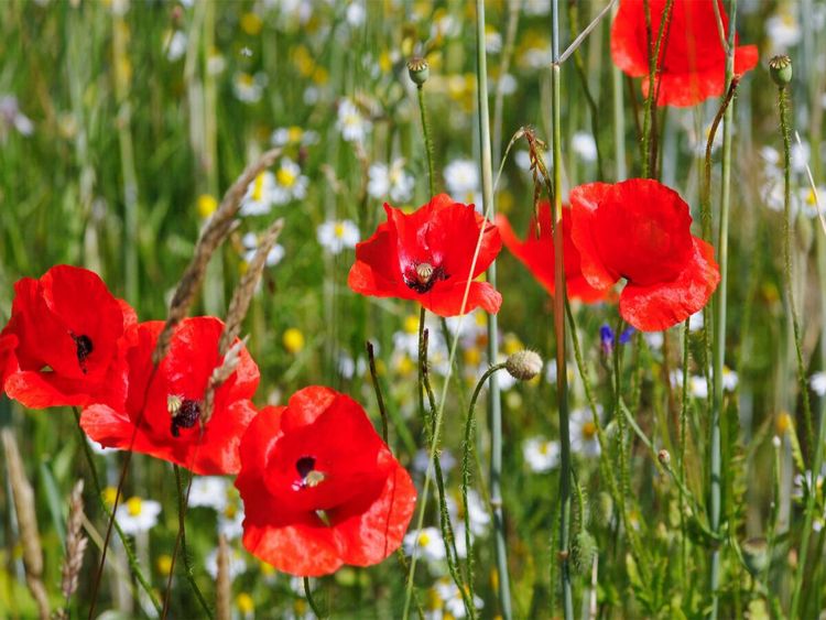 Produktbild: CALVENDO Puzzle Mohnblumen am Feldrand | 1000 Teile Lege-Gr&ouml;&szlig;e 64x48cm Foto-Puzzle f&uuml;r gl&uuml;ckliche Stunden