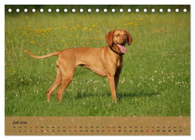 Produktbild: Magyar Vizsla - Ungarischer Vorstehhund (Tischkalender 2026 DIN A5 quer), CALVENDO Monatskalender