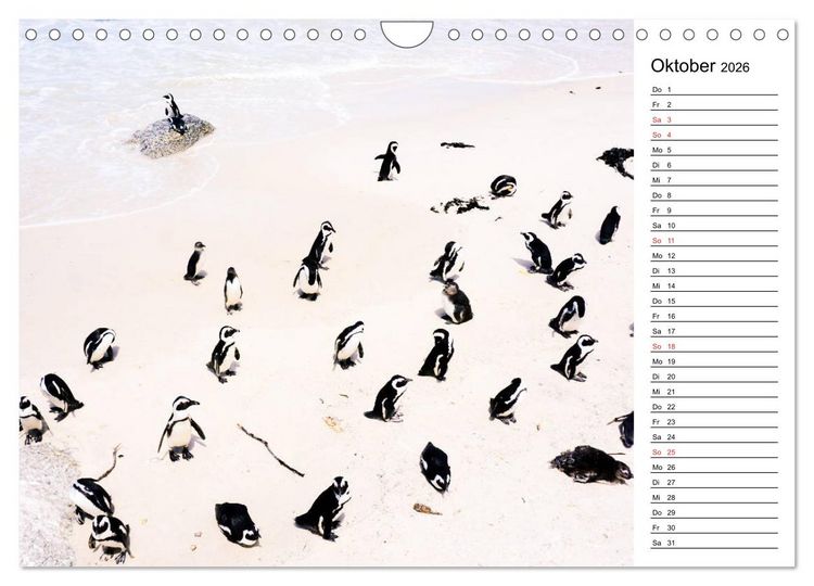 Produktbild: Pinguinliebe (Wandkalender 2026 DIN A4 quer), CALVENDO Monatskalender