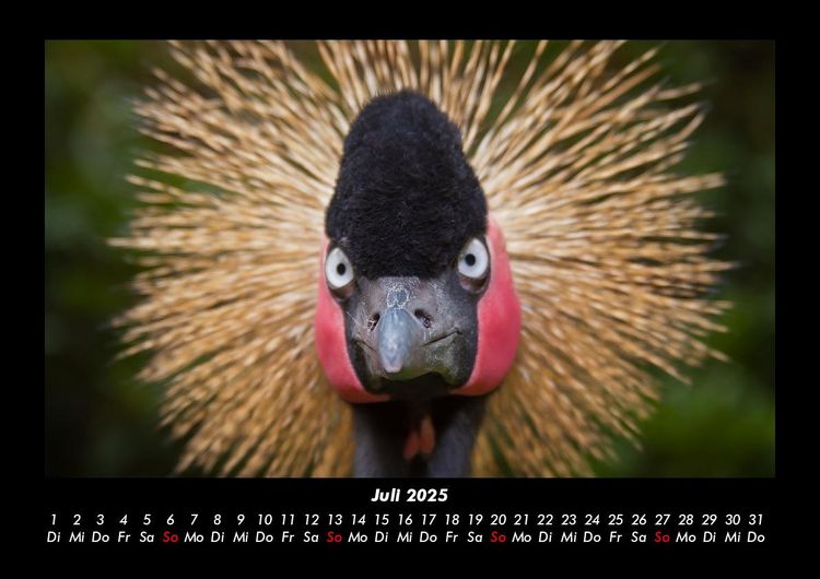 Produktbild: V&ouml;gel 2025 Fotokalender DIN A3