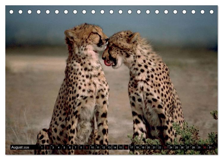 Produktbild: Die Lautlosen. Geparden und Leoparden (Tischkalender 2026 DIN A5 quer), CALVENDO Monatskalender
