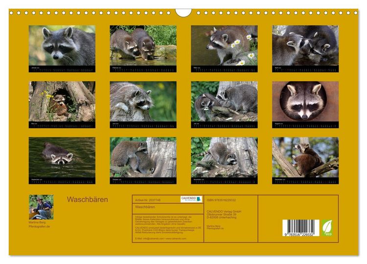 Produktbild: Waschb&auml;ren (Wandkalender 2026 DIN A3 quer), CALVENDO Monatskalender
