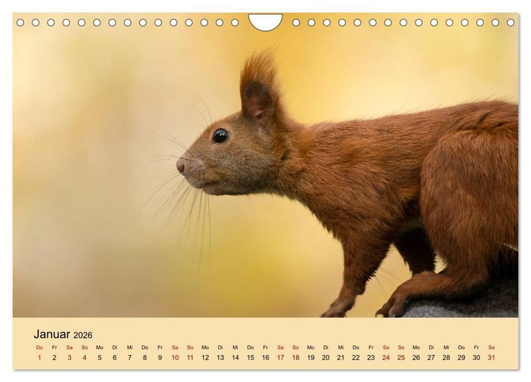 Produktbild: Eichh&ouml;rnchen in Berlin (Wandkalender 2026 DIN A4 quer), CALVENDO Monatskalender