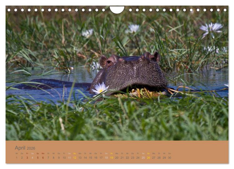 Produktbild: Afrika Impressionen. NAMIBIA - S&Uuml;DAFRIKA - BOTSWANA (Wandkalender 2026 DIN A4 quer), CALVENDO Monatskalender