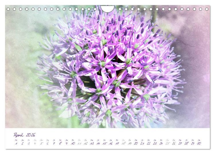 Produktbild: Lila Bl&uuml;ten (Wandkalender 2026 DIN A4 quer), CALVENDO Monatskalender