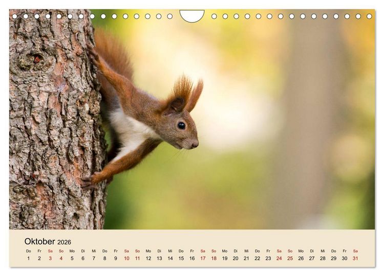 Produktbild: Eichh&ouml;rnchen in Berlin (Wandkalender 2026 DIN A4 quer), CALVENDO Monatskalender