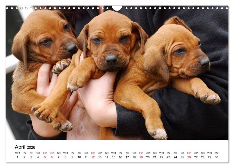 Produktbild: Rhodesian Ridgeback Puppies (Wall Calendar 2026 DIN A3 landscape), CALVENDO 12 Month Wall Calendar
