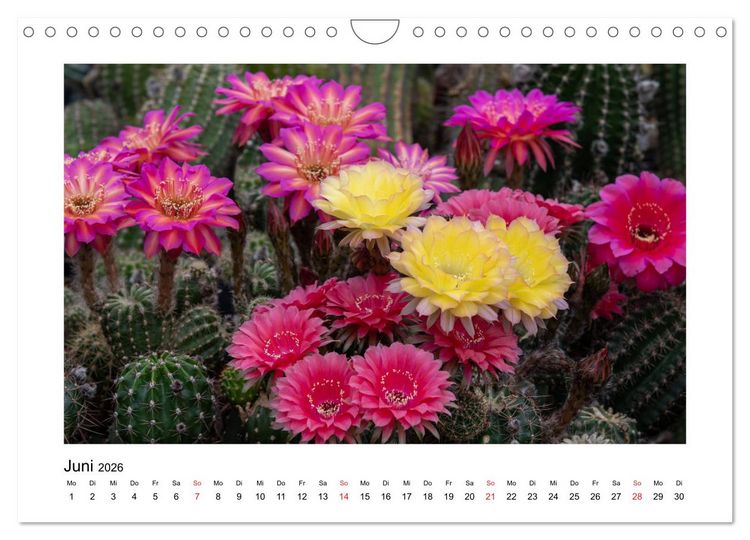 Produktbild: Kakteen und Sukkulenten (Wandkalender 2026 DIN A4 quer), CALVENDO Monatskalender