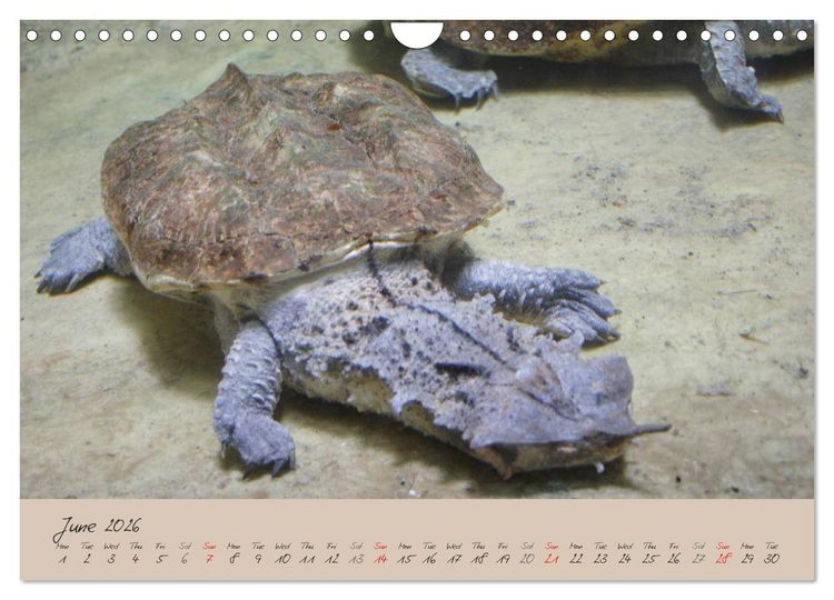 Produktbild: Turtles and Tortoise / UK-Version (Wall Calendar 2026 DIN A4 landscape), CALVENDO 12 Month Wall Calendar