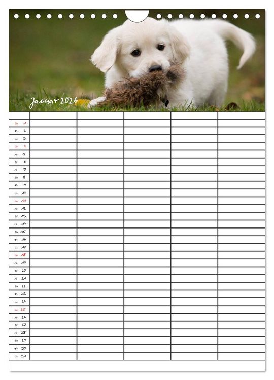 Produktbild: Familienplaner: Golden Retriever Welpen (Wandkalender 2026 DIN A4 hoch), CALVENDO Monatskalender