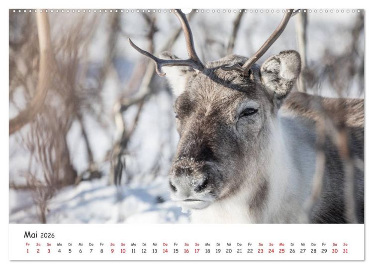 Produktbild: Rentiere (hochwertiger Premium Wandkalender 2026 DIN A2 quer), Kunstdruck in Hochglanz