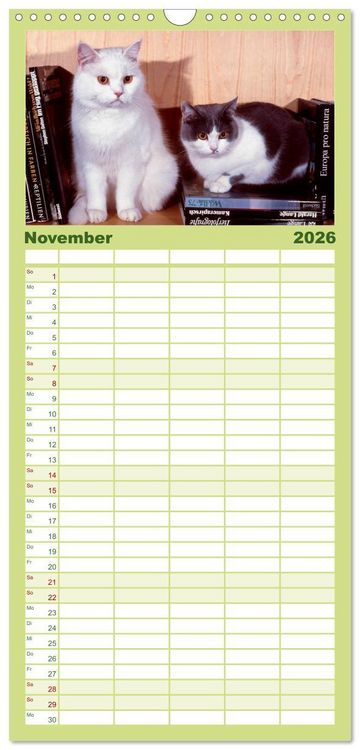 Produktbild: Familienplaner 2026 - Katzen mit 5 Spalten (Wandkalender, 21 x 45 cm) CALVENDO