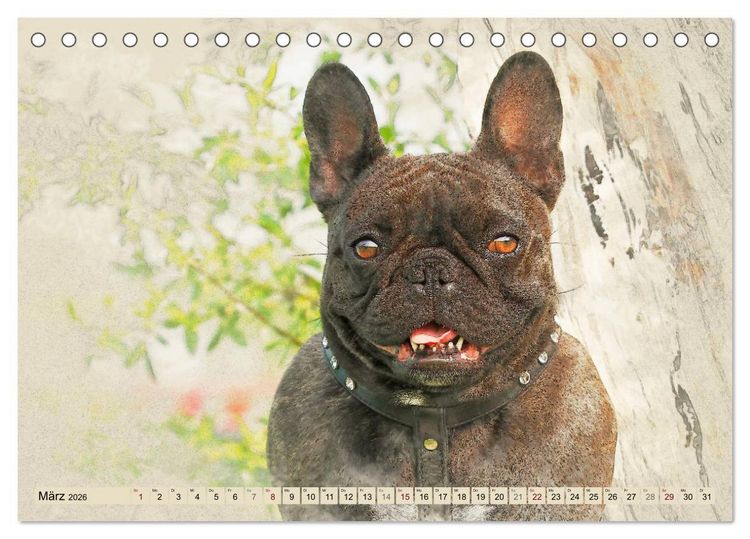 Produktbild: Franz&ouml;sische Bulldoggen 2026 (Tischkalender 2026 DIN A5 quer), CALVENDO Monatskalender