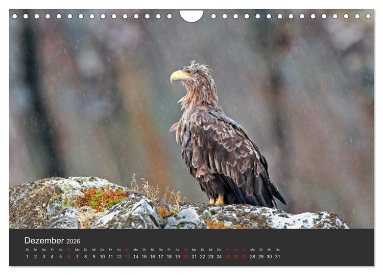 Produktbild: V&ouml;gel im Norden Europas (Wandkalender 2026 DIN A4 quer), CALVENDO Monatskalender