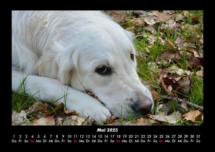 Produktbild: Hunde 2025 Fotokalender DIN A3