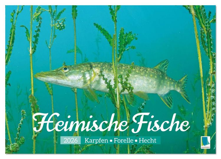 Produktbild: Heimische Fische: Karpfen, Forelle, Hecht (Wandkalender 2026 DIN A4 quer), CALVENDO Monatskalender