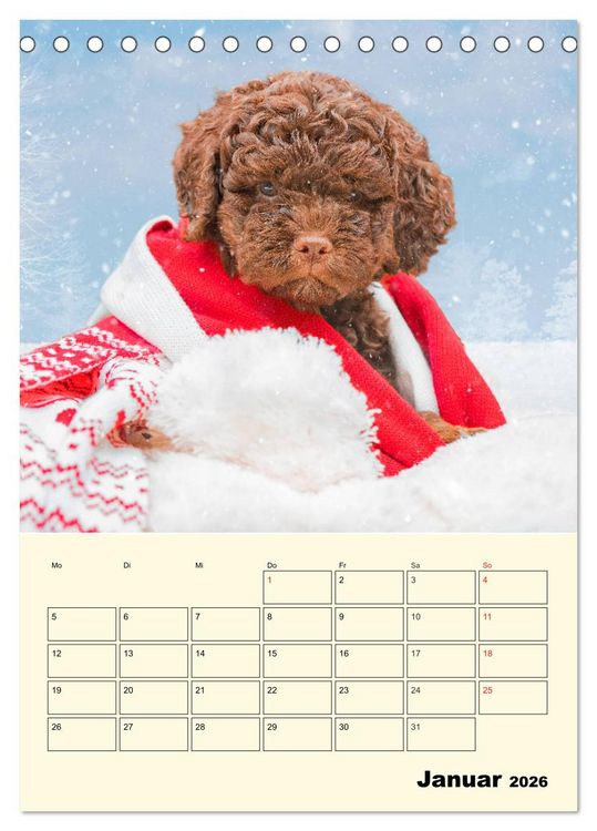 Produktbild: Jahresplaner Lagotto Romagnolo Welpen (Tischkalender 2026 DIN A5 hoch), CALVENDO Monatskalender